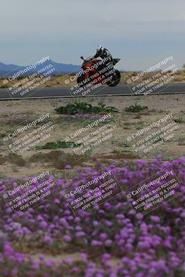media/Jan-14-2023-SoCal Trackdays (Sat) [[497694156f]]/Turn 14 Exit Bloomig (145pm)/